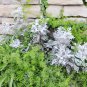 Senecio Cineraria, Jacobaea Maritima Seed 2000 PCS, Silver Ragwort Yin Yeju