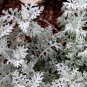 Senecio Cineraria, Jacobaea Maritima Seed 2000 PCS, Silver Ragwort Yin Yeju