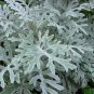 Senecio Cineraria, Jacobaea Maritima Seed 2000 PCS, Silver Ragwort Yin Yeju