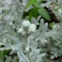 Senecio Cineraria, Jacobaea Maritima Seed 2000 PCS, Silver Ragwort Yin Yeju