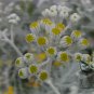 Senecio Cineraria, Jacobaea Maritima Seed 2000 PCS, Silver Ragwort Yin Yeju