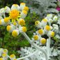 Senecio Cineraria, Jacobaea Maritima Seed 2000 PCS, Silver Ragwort Yin Yeju