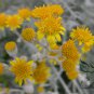 Senecio Cineraria, Jacobaea Maritima Seed 2000 PCS, Silver Ragwort Yin Yeju