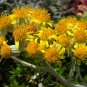 Senecio Cineraria, Jacobaea Maritima Seed 2000 PCS, Silver Ragwort Yin Yeju