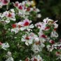 Schizanthus Pinnatus, Butterfly Flower 2000 PCS, E Die Hua