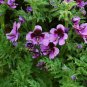 Schizanthus Pinnatus, Butterfly Flower 2000 PCS, E Die Hua