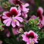 Schizanthus Pinnatus, Butterfly Flower 2000 PCS, E Die Hua