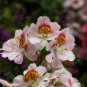 Schizanthus Pinnatus, Butterfly Flower 2000 PCS, E Die Hua