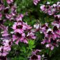Schizanthus Pinnatus, Butterfly Flower 2000 PCS, E Die Hua