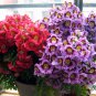 Schizanthus Pinnatus, Butterfly Flower 2000 PCS, E Die Hua