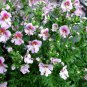 Schizanthus Pinnatus, Butterfly Flower 2000 PCS, E Die Hua