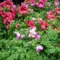 Schizanthus Pinnatus, Butterfly Flower 2000 PCS, E Die Hua