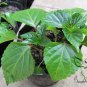 Scarlet Sage, Salvia Splendens Seed 2000 PCS, Salvia Coccinea Yi Chuan Zi