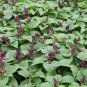 Scarlet Sage, Salvia Splendens Seed 2000 PCS, Salvia Coccinea Yi Chuan Zi
