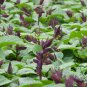 Scarlet Sage, Salvia Splendens Seed 2000 PCS, Salvia Coccinea Yi Chuan Zi