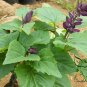 Scarlet Sage, Salvia Splendens Seed 2000 PCS, Salvia Coccinea Yi Chuan Zi
