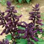 Scarlet Sage, Salvia Splendens Seed 2000 PCS, Salvia Coccinea Yi Chuan Zi