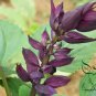 Scarlet Sage, Salvia Splendens Seed 2000 PCS, Salvia Coccinea Yi Chuan Zi