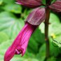 Scarlet Sage, Salvia Splendens Seed 2000 PCS, Salvia Coccinea Yi Chuan Zi