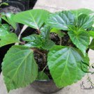 Salvia Splendens, Scarlet Sage Seed 2000 PCS, Yi Chuan Hong