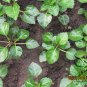 Salvia Splendens, Scarlet Sage Seed 2000 PCS, Yi Chuan Hong