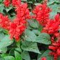 Salvia Splendens, Scarlet Sage Seed 2000 PCS, Yi Chuan Hong