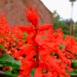 Salvia Splendens, Scarlet Sage Seed 2000 PCS, Yi Chuan Hong