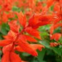 Salvia Splendens, Scarlet Sage Seed 2000 PCS, Yi Chuan Hong