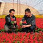 Salvia Splendens, Scarlet Sage Seed 2000 PCS, Yi Chuan Hong