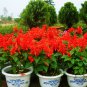 Salvia Splendens, Scarlet Sage Seed 2000 PCS, Yi Chuan Hong