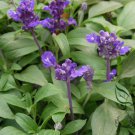 Salvia Japonica, East Asian Sage Seed 2000 PCS, Carnosic Shu Wei Cao