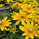 Rudbeckia Laciniata, Cutleaf Coneflower Seeds 3000 PCS, Jinguang Ju