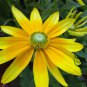 Rudbeckia Laciniata, Cutleaf Coneflower Seeds 3000 PCS, Jinguang Ju