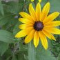 Rudbeckia Laciniata, Cutleaf Coneflower Seeds 3000 PCS, Jinguang Ju