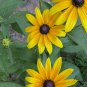 Rudbeckia Laciniata, Cutleaf Coneflower Seeds 3000 PCS, Jinguang Ju