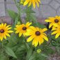 Rudbeckia Laciniata, Cutleaf Coneflower Seeds 3000 PCS, Jinguang Ju