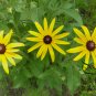 Rudbeckia Laciniata, Cutleaf Coneflower Seeds 3000 PCS, Jinguang Ju