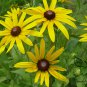 Rudbeckia Laciniata, Cutleaf Coneflower Seeds 3000 PCS, Jinguang Ju