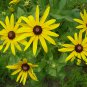 Rudbeckia Laciniata, Cutleaf Coneflower Seeds 3000 PCS, Jinguang Ju