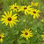 Rudbeckia Laciniata, Cutleaf Coneflower Seeds 3000 PCS, Jinguang Ju