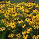 Rudbeckia Hirta, Golden Jerusalem Seed 3000 PCS, Gloriosa Daisy Hei Xin Ju