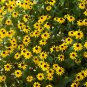 Rudbeckia Hirta, Golden Jerusalem Seed 3000 PCS, Gloriosa Daisy Hei Xin Ju