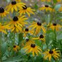 Rudbeckia Hirta, Golden Jerusalem Seed 3000 PCS, Gloriosa Daisy Hei Xin Ju