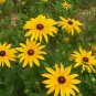 Rudbeckia Hirta, Golden Jerusalem Seed 3000 PCS, Gloriosa Daisy Hei Xin Ju