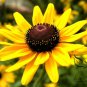 Rudbeckia Hirta, Golden Jerusalem Seed 3000 PCS, Gloriosa Daisy Hei Xin Ju