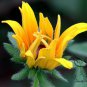 Rudbeckia Hirta, Golden Jerusalem Seed 3000 PCS, Gloriosa Daisy Hei Xin Ju