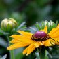 Rudbeckia Hirta, Golden Jerusalem Seed 3000 PCS, Gloriosa Daisy Hei Xin Ju