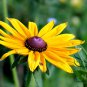 Rudbeckia Hirta, Golden Jerusalem Seed 3000 PCS, Gloriosa Daisy Hei Xin Ju