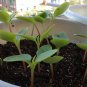 Rose Balsam, Impatiens Balsamina Seed 1000 PCS, Feng Xian Hua
