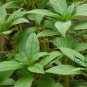 Rose Balsam, Impatiens Balsamina Seed 1000 PCS, Feng Xian Hua
